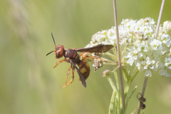 Cerceris bicornuta