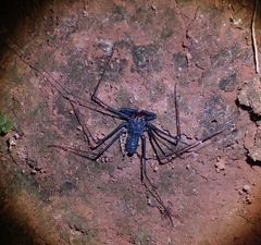 Amblypygi