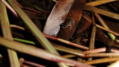 Leptodactylus melanonotus