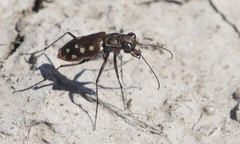 Cicindela sedecimpunctata