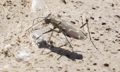 Cicindela tenuisignata