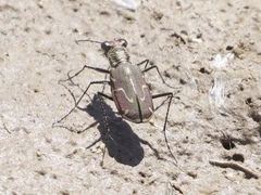 Cicindela tenuisignata