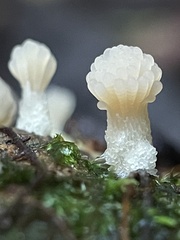 Tubifera