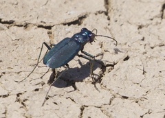 Cicindela nigrocoerulea