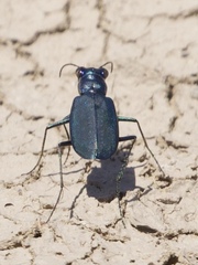 Cicindela nigrocoerulea