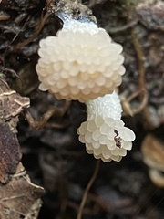 Tubifera