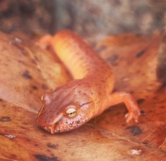Gyrinophilus porphyriticus