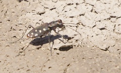 Cicindela sedecimpunctata
