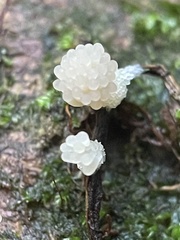 Tubifera