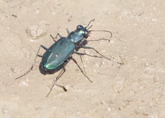 Cicindela nigrocoerulea
