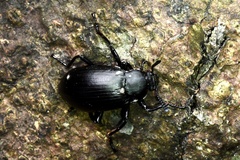 Eucyrtus anthracinus