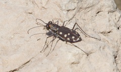 Cicindela sedecimpunctata