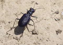Cicindela nigrocoerulea