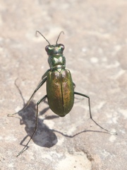 Cicindela nigrocoerulea