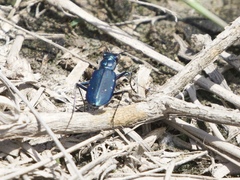 Cicindela nigrocoerulea