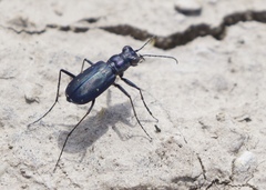 Cicindela nigrocoerulea
