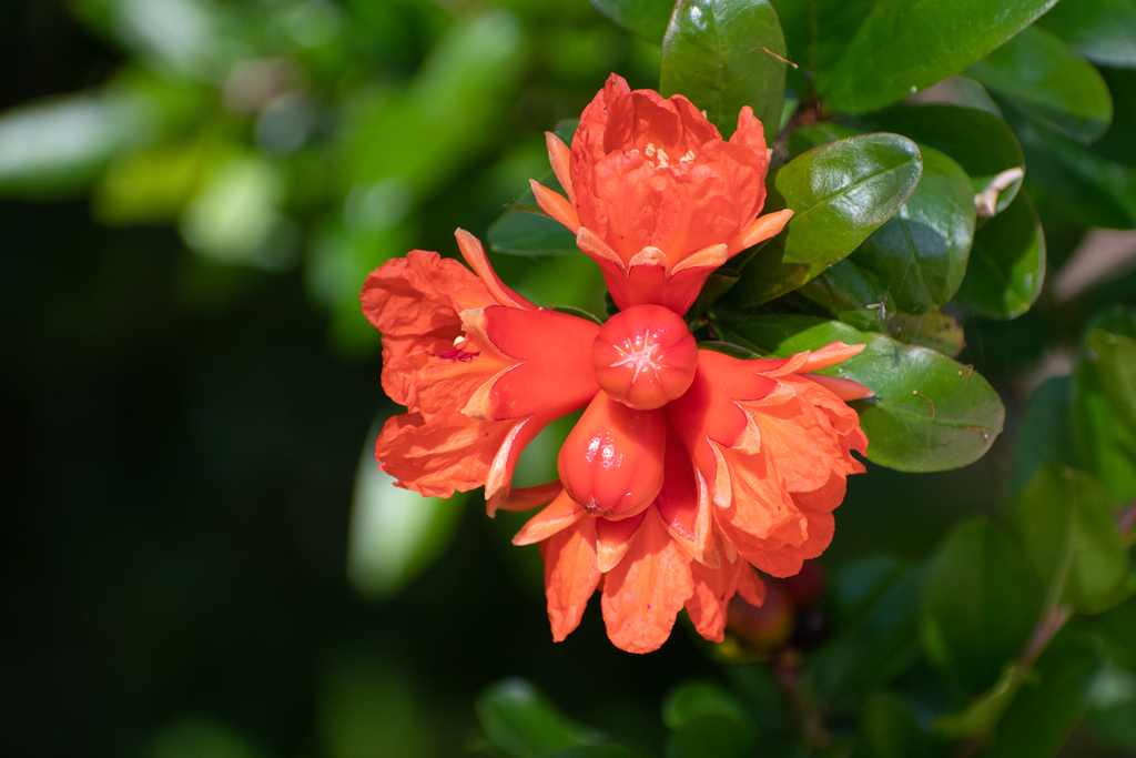 Punica granatum, Marsden Park (Park Central), Campbelltown, New South Wales