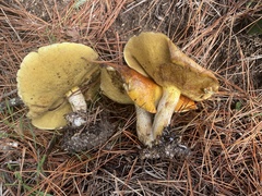 Suillus pungens