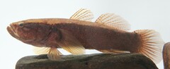 Eleotris fusca