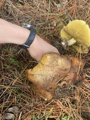 Suillus pungens