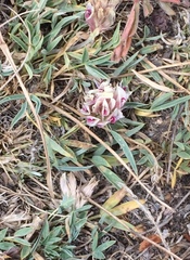 Trifolium dasyphyllum