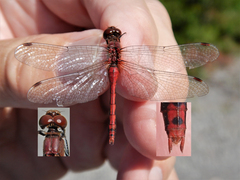 Sympetrum internum