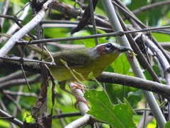 Basileuterus delattrii