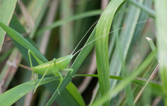 Neoconocephalus retusus
