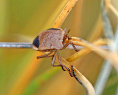 Chlorochroa osborni
