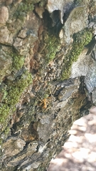 Oecophylla smaragdina