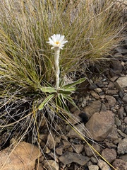 Celmisia spectabilis spectabilis