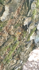 Oecophylla smaragdina