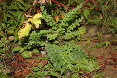 Senecioninae