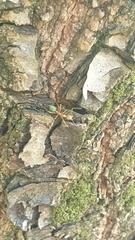 Oecophylla smaragdina