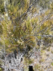 Dracophyllum