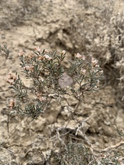 Eriogonum pelinophilum