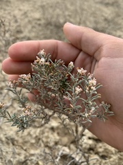 Eriogonum pelinophilum