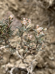 Eriogonum pelinophilum