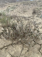 Eriogonum pelinophilum