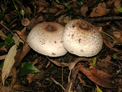 Agaricus moelleri