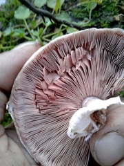 Agaricus moelleri