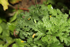 Senecioninae