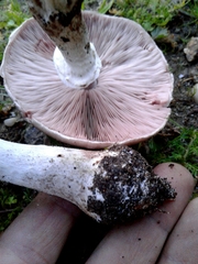 Agaricus moelleri