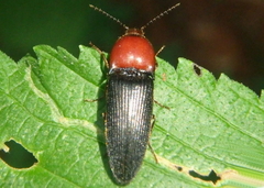 Ampedus rubricollis