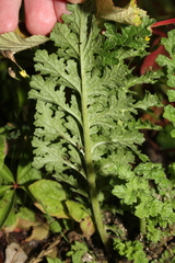 Senecioninae