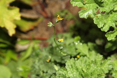 Senecioninae