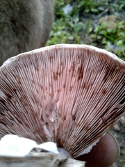 Agaricus moelleri