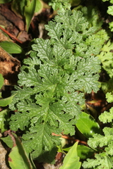 Senecioninae