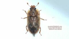 Soronia fracta