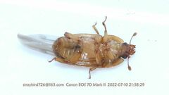 Soronia fracta